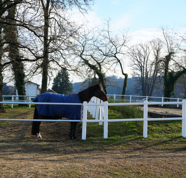 paddock
